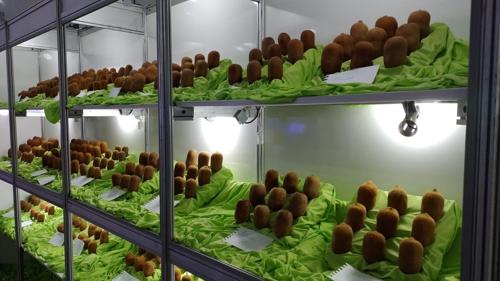 Foram adquiridas sete toneladas de kiwi para a degusta&ccedil;&atilde;o do p&uacute;blico