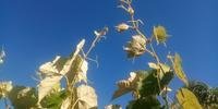 Produtores de uva na região da Campanha pediram a proibição do herbicida, o qual, segundo eles, causa prejuízo às parreiras
