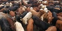 No Rio Grande do Sul, produtor agropecuário começa a aplicar técnicas para encurtar período de terminação do gado