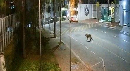Pol&iacute;cia foi ao local, mas n&atilde;o encontrou o animal