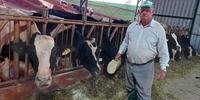 Ernani Schreiner acorda às 5h para fazer o manejo das 32 vacas e entregar 750 litros de leite por dia à CCGL