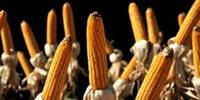 Período de plantio do milho já foi iniciado em algumas regiões