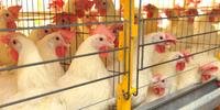 Um dos diferenciais sanitários da avicultura brasileira é a ausência da influenza aviária