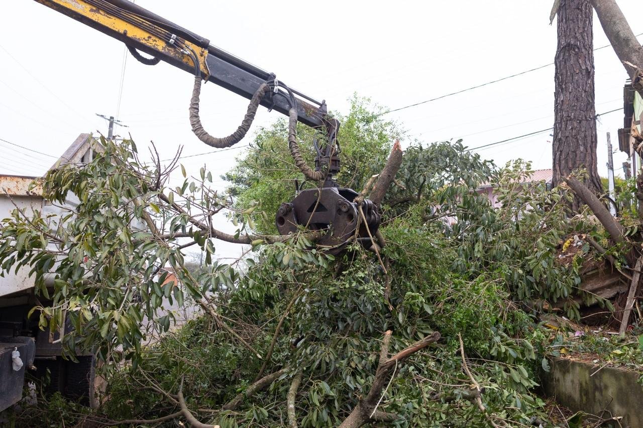 Mais de mil &aacute;rvores ca&iacute;ram na cidade ap&oacute;s o vendaval de segunda-feira