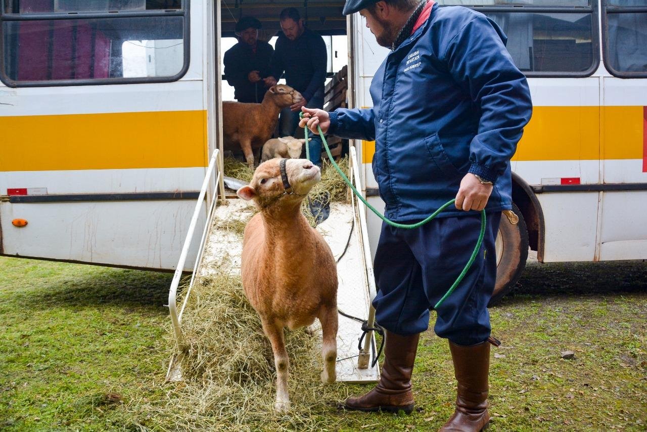 Ingresso de animais de argola teve in&iacute;cio na manh&atilde; desta segunda-feira