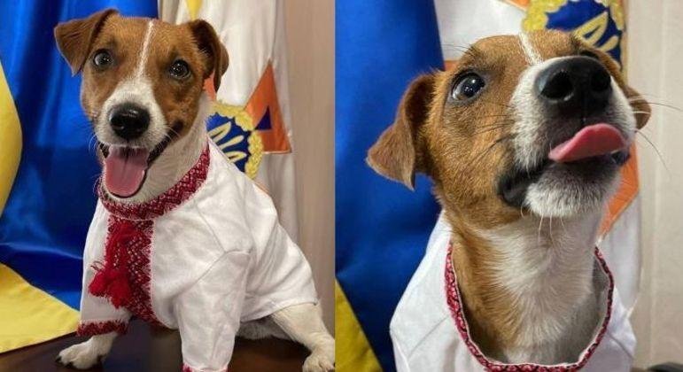 O c&atilde;o Patron posou com traje nacional ucraniano para marcar o Dia da Independ&ecirc;ncia do pa&iacute;s