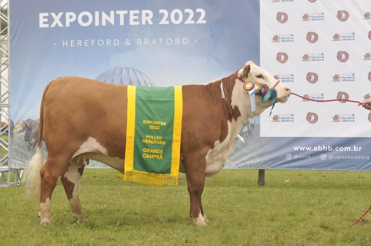 Tatuagem Z419 (box 1226), de dois anos, foi a vencedora entre as f&ecirc;meas Polled Hereford
