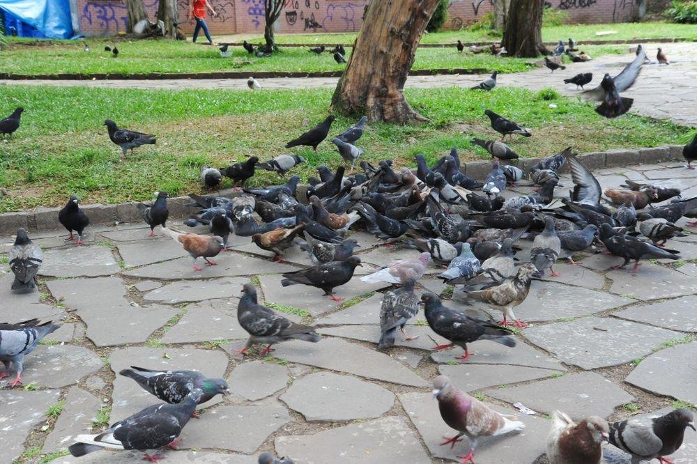 Prefeitura conta com a colabora&ccedil;&atilde;o da comunidade para identificar quem alimenta as pombas