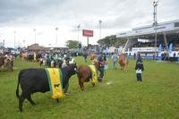 Tradicional desfile destacou animais que tiveram as melhores avaliações neste ano, como bovinos de corte e leite