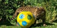 Onças precisam fazer a “bola de futebol gigante” rolar para ter acesso ao alimento