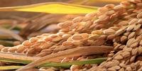 Estação promete condições favoráveis para o cultivo de grãos no Rio Grande do Sul, como o arroz
