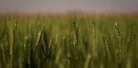 Colheita da safra gaúcha de trigo deve começar em duas semanas