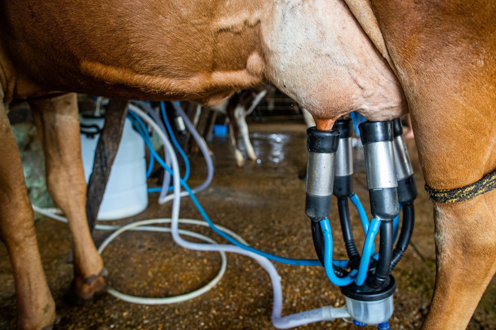 Queda nos pre&ccedil;os desestimula produtores