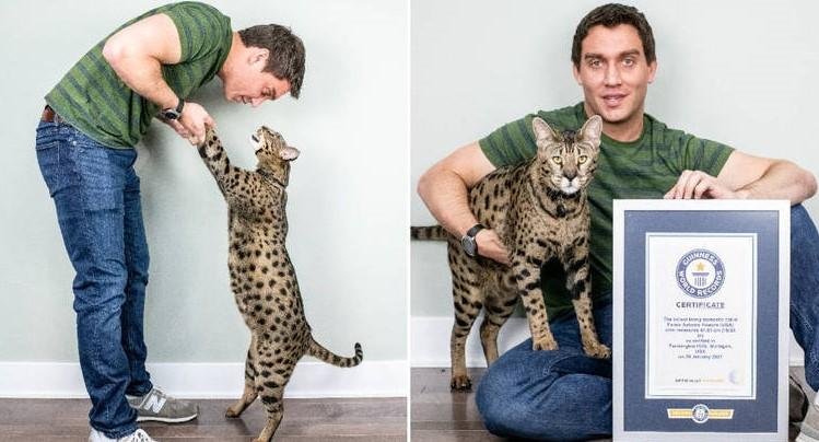 Ra&ccedil;a &eacute; resultado do cruzamento de um serval e um gato dom&eacute;stico