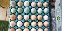 Brasileiro consome em média 257 ovos por ano