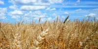 Guerra no Leste Europeu e mudança no perfil de utilização do trigo impulsionaram as vendas