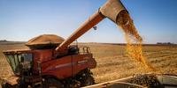 Este ano o Brasil exportou 24,66 milhões de toneladas de milho