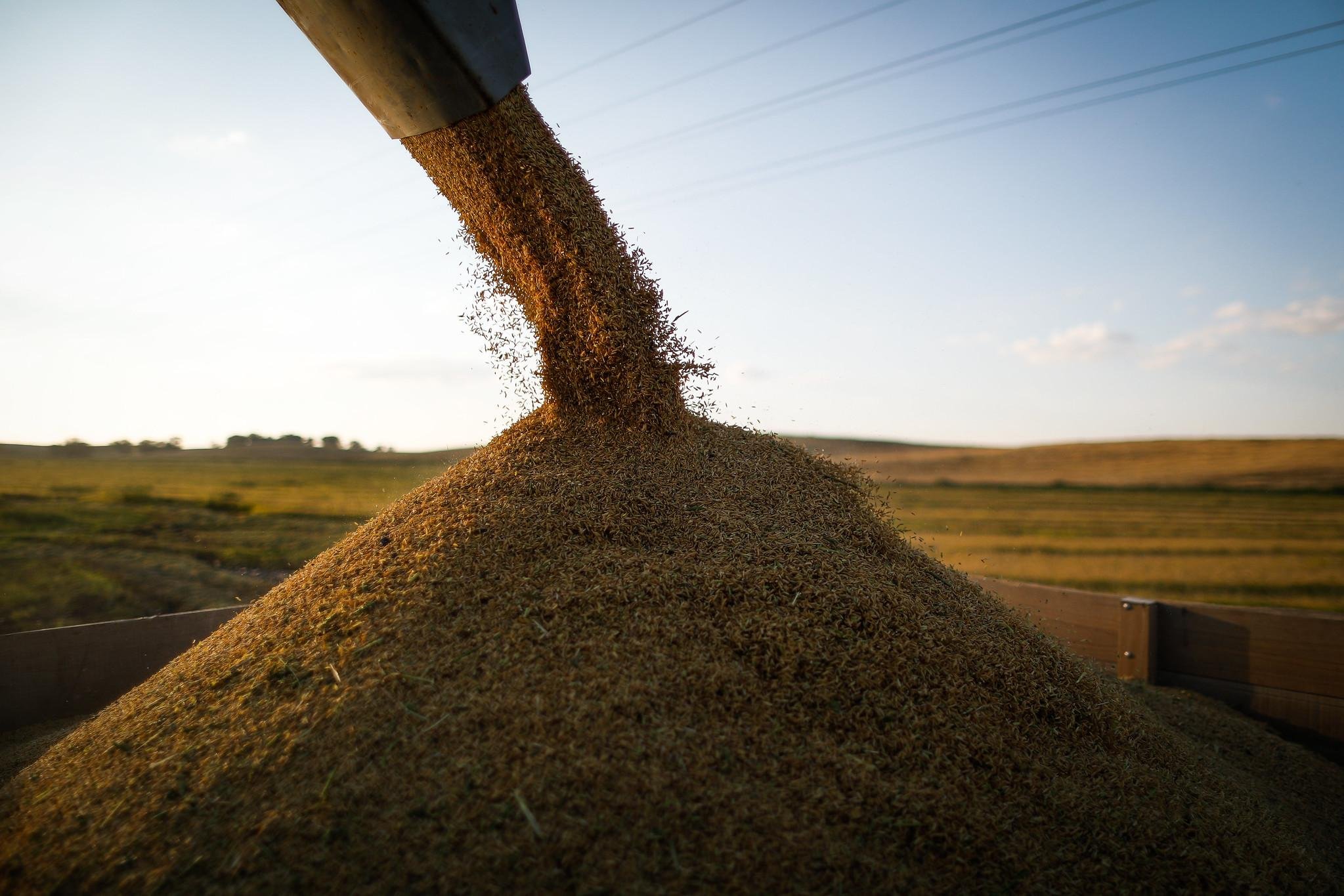 Pre&ccedil;o do arroz base casca est&aacute; em R$ 79,88