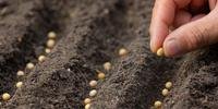 A semeadura da soja está em fase inicial, e estima-se que 3% das lavouras já foram plantadas