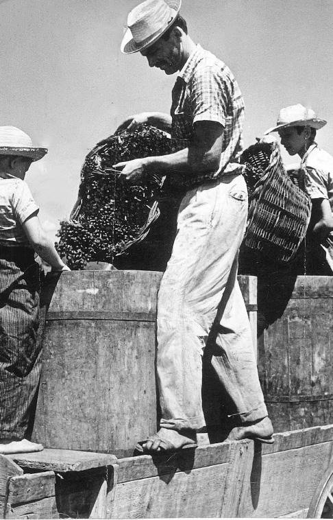 A produ&ccedil;&atilde;o vitivin&iacute;cola se espalhava pelo Rio Grande do Sul.