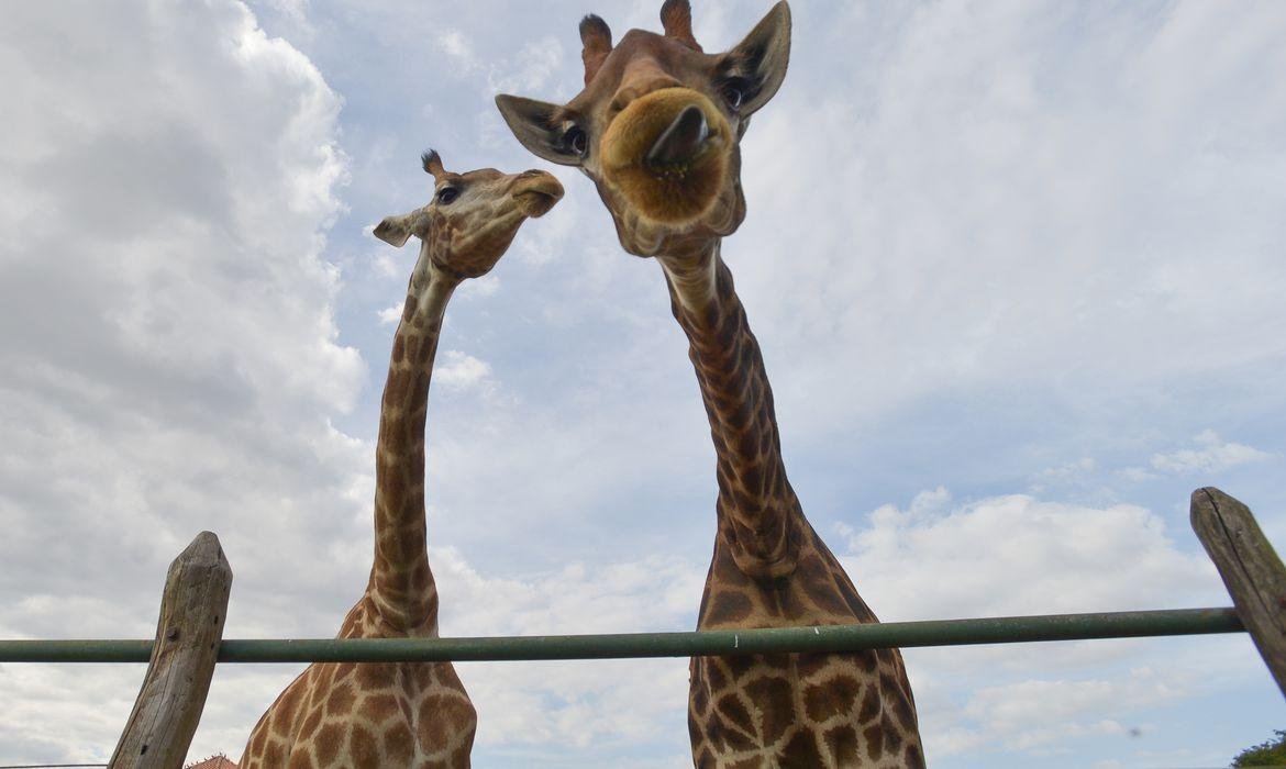 Tr&ecirc;s animais morreram durante quarentena