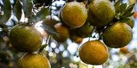 Doença afeta a produção de citrus