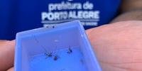 Mosquitos coletados em casa na Vila Maria da Conceição, e descobertos nesta terça pelos agentes de controle de endemias