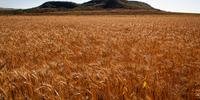 Crescimento do IIPR foi motivado por aumento nos preços do trigo