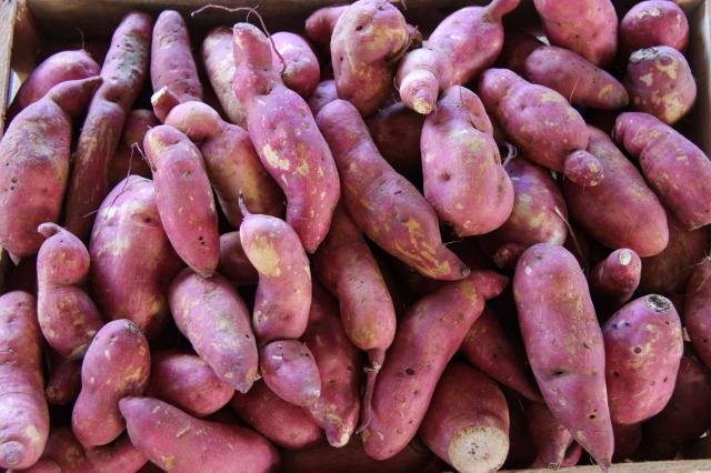 Batata-doce &eacute; um dos cultivos que j&aacute; passa por perdas no estado
