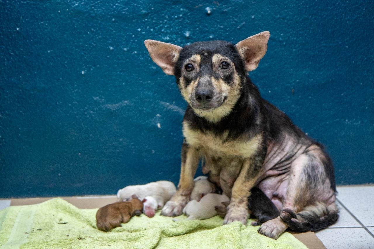 Cachorrinha protegeu filhotes na tubula&ccedil;&atilde;o
