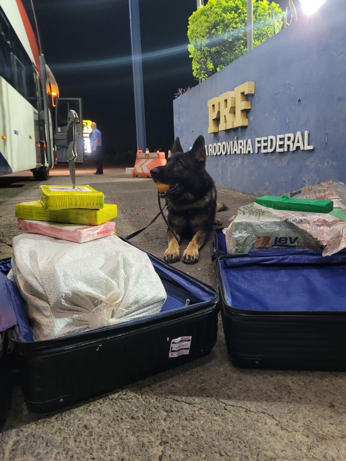 C&atilde;o Cliff, da PRF, farejou as drogas em bagagens da passageira