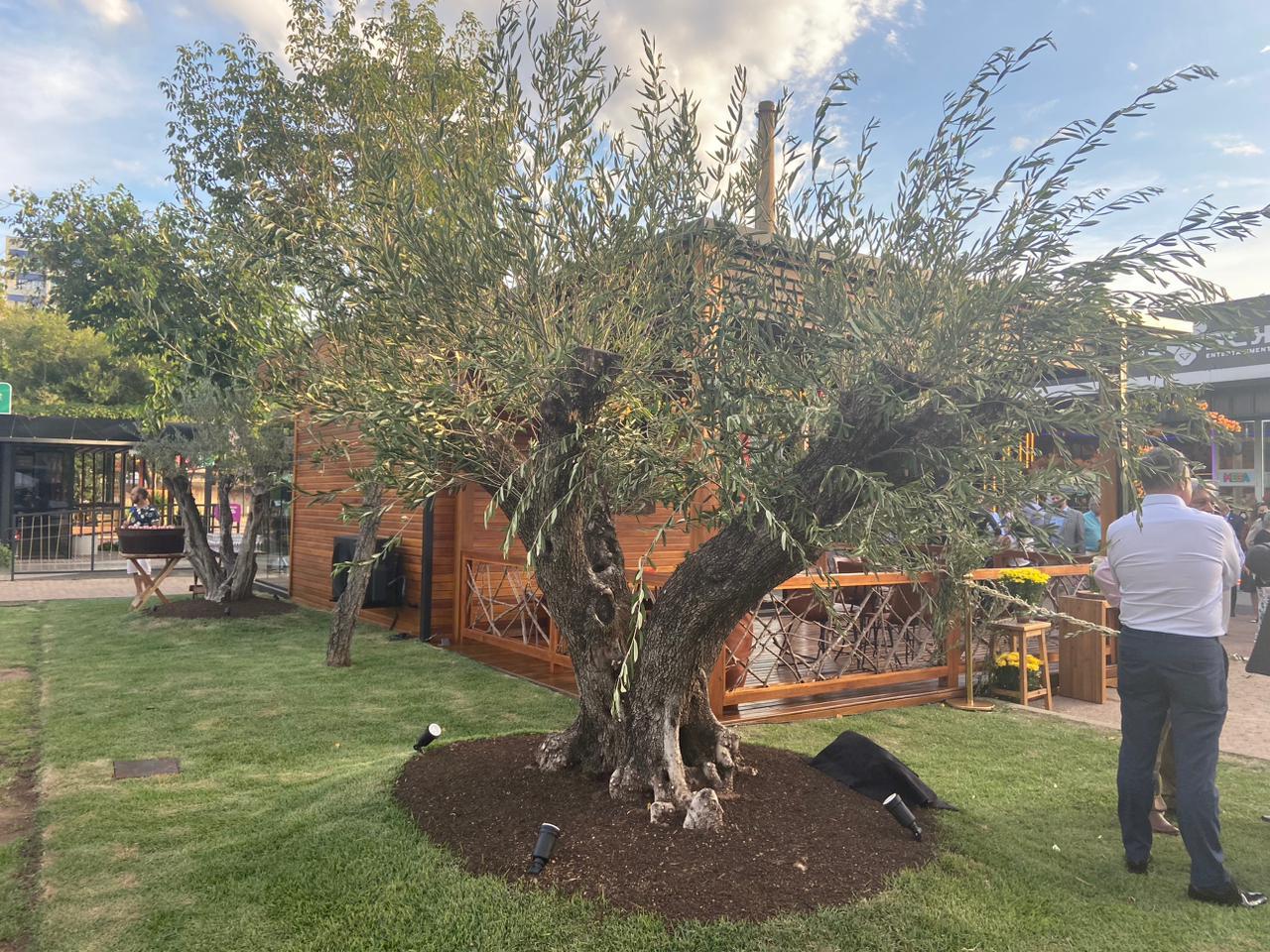 Uma oliveira bicenten&aacute;ria foi plantada junto &agrave; loja