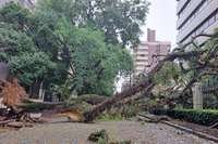 Uma árvore caiu na rua Cônego Viana, em Porto Alegre