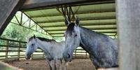 Até 16 de fevereiro, a EPTC recolheu 48 cavalos, dos quais 29 foram devolvidos aos proprietários