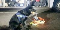 Cão de faro Ébano detectou entorpecente dentro da mochila da traficante